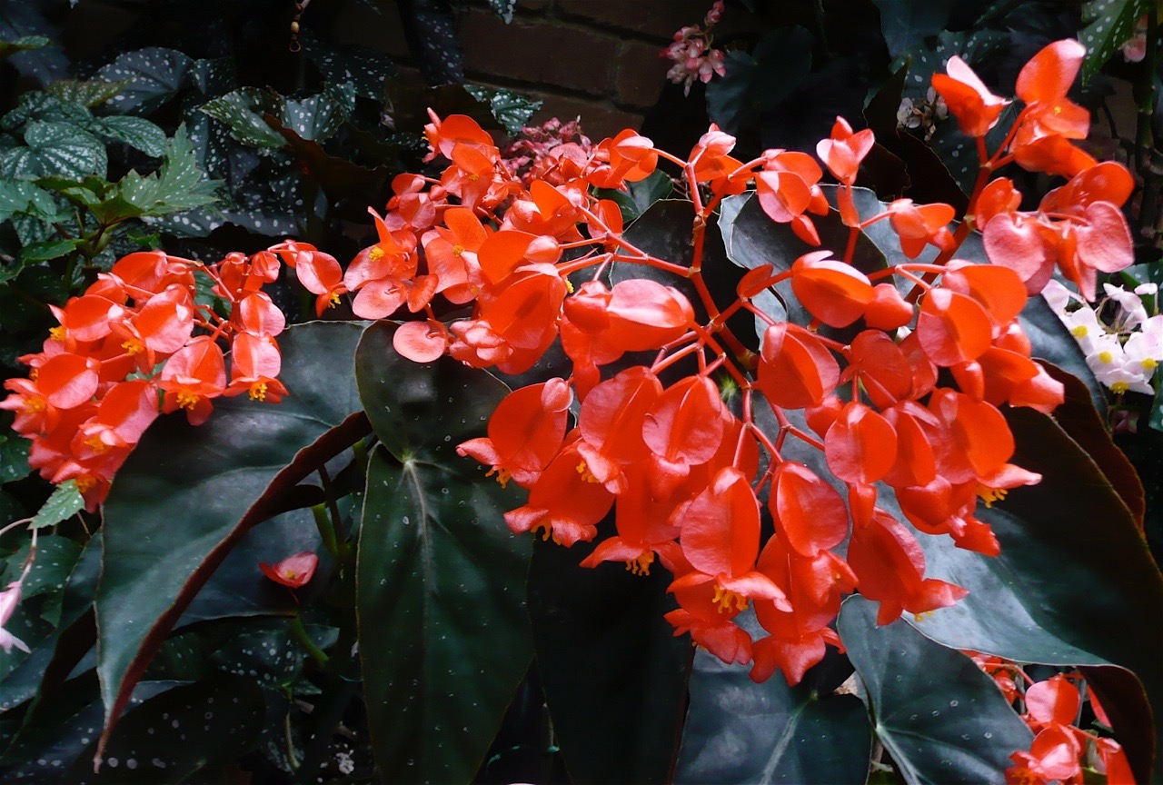 B. ‘Fireball’